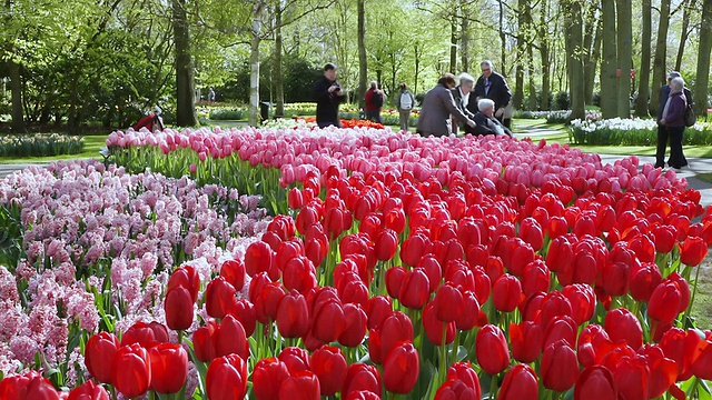 图为人们在荷兰南部的库肯霍夫花园拍摄郁金香田视频下载