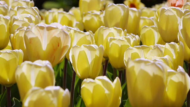 这是荷兰南荷兰的库肯霍夫花园的黄色郁金香田视频素材