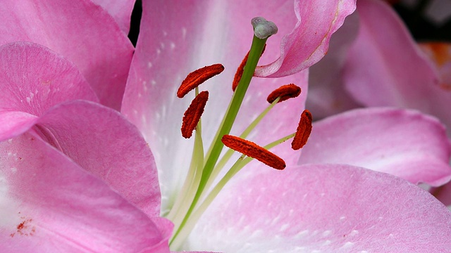 粉红色百合的柱头和雄蕊，库肯霍夫花园/利塞，南荷兰，荷兰视频下载