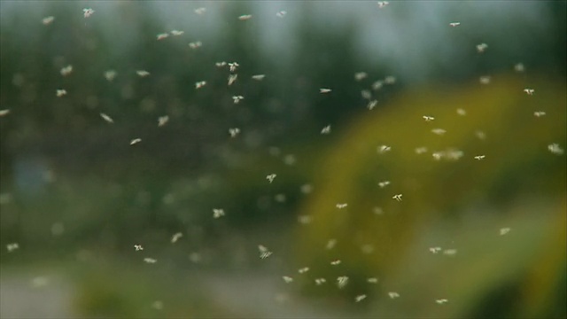 成千上万的蚊子群/以色列卡梅尔海岸Maagan Michael视频下载