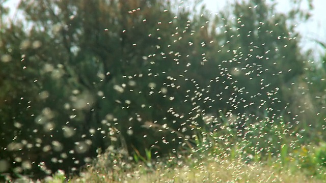成千上万的蚊子群/以色列卡梅尔海岸Maagan Michael视频下载