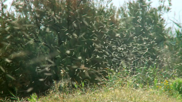晨光中成群的蚊子在飞翔/以色列卡梅尔海岸的麦根迈克尔视频下载