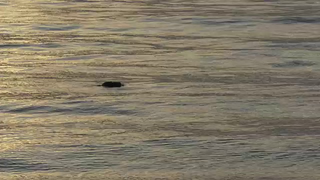 CU海豹头在银色海水上，潜入水中消失视频下载