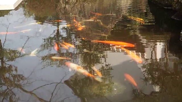 鲤鱼在池塘里游泳视频下载