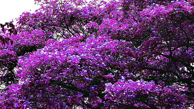 紫罗兰色猴荚树视频下载