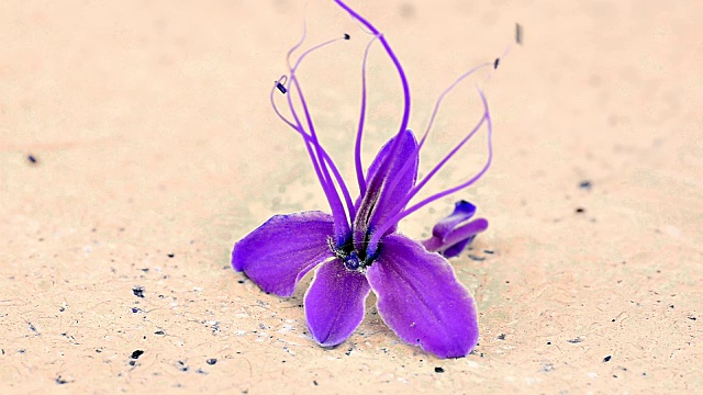 紫罗兰花与风视频下载