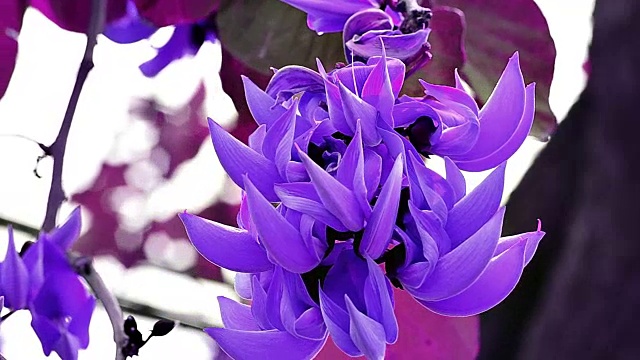 杂种柚木的紫罗兰花视频下载