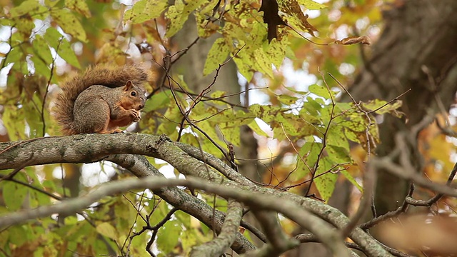 秋日野狐狸松鼠吃橡子树视频素材