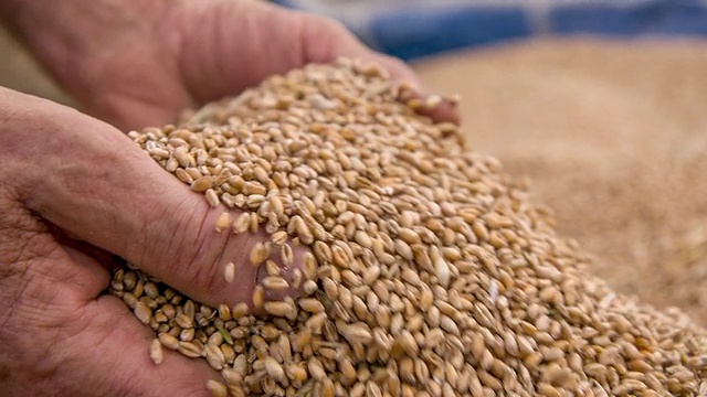 SLO MO农民的手握小麦谷物视频购买