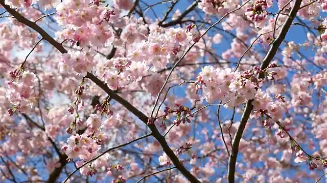 樱花，4K(超高清)视频素材
