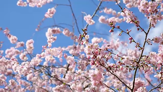 粉红色樱花在蓝天，樱花，4K(超高清)视频素材