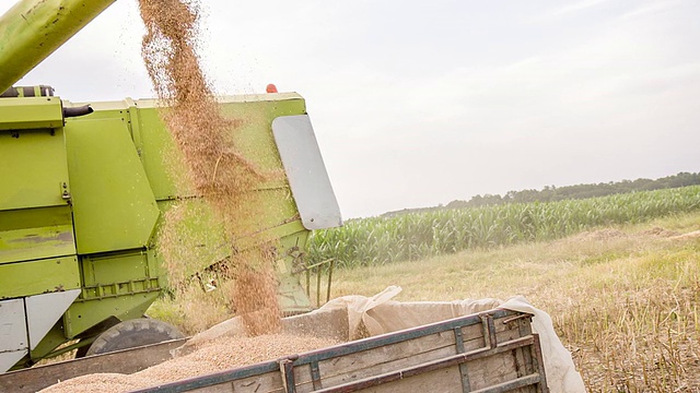 慢动作卸载小麦谷物视频素材