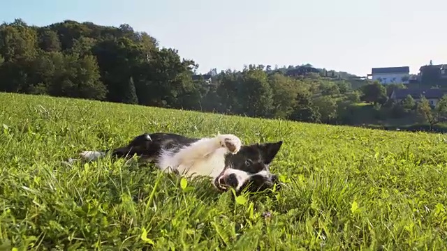 边境牧羊犬在草地上打滚视频下载