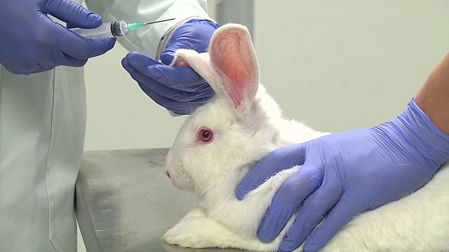 给兔注射脊髓灰质炎疫苗进行实验视频下载