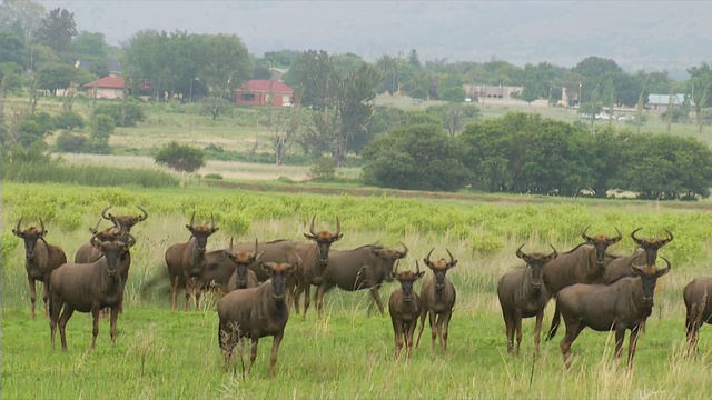 南非夸祖鲁-纳塔尔省乌得勒支市拍摄的蓝色角马站在绿色的田野上奔跑视频素材