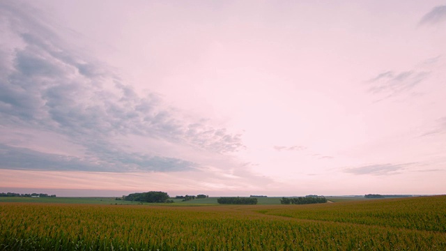清晨广阔的乡村农业景观;美丽的云彩和一片玉米地。视频下载