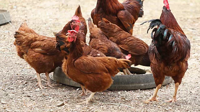 农场里吃鸡的食物视频下载