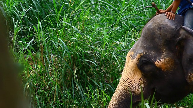 亚洲象在森林里行走视频素材
