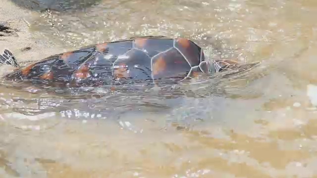 在普吉岛的安达曼海释放玳瑁海龟视频素材