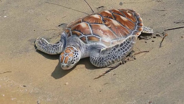 在普吉岛的安达曼海释放玳瑁海龟视频素材