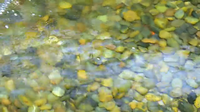 池水清澈透明视频下载