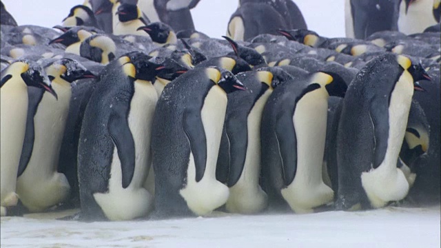 雄性帝企鹅群摇摇摆摆视频素材