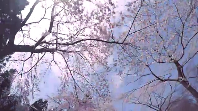 樱花-驱动器- 4k -视频下载