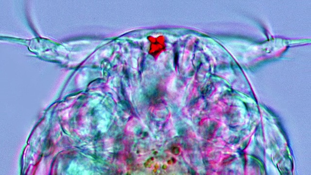 桡足类幼虫，光学显微镜视频素材