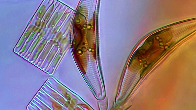 硅藻、光显微照片视频素材