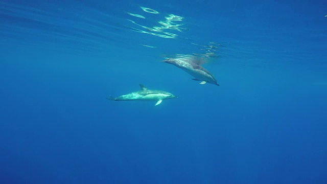 常见的水下海豚视频素材