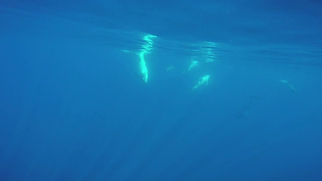 Risso海豚在水下视频素材