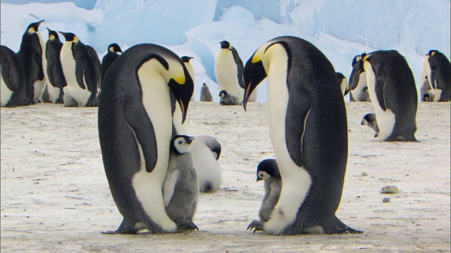 雌帝企鹅和他们的孩子视频素材