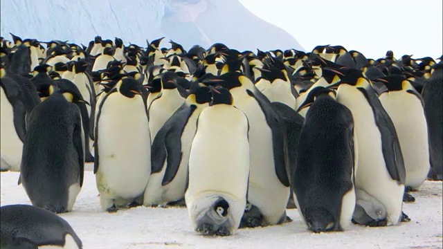 帝企鹅两腿间夹着小企鹅走路视频下载