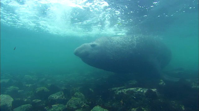 野生海象在水下游泳视频素材