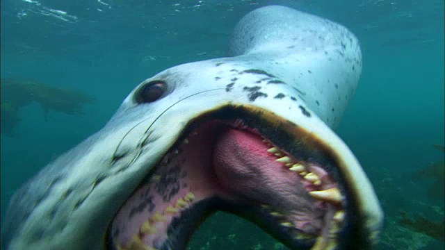 野生海象在水下游泳，试图咬相机视频素材