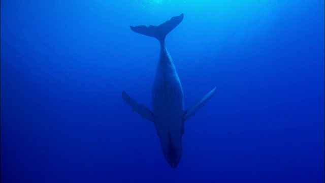野生座头鲸在水下游泳视频素材