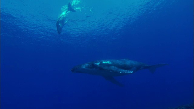 座头鲸和它的幼鲸在水下游泳视频下载