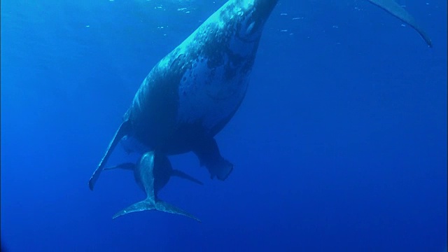 座头鲸和它的幼鲸在水下游泳视频下载