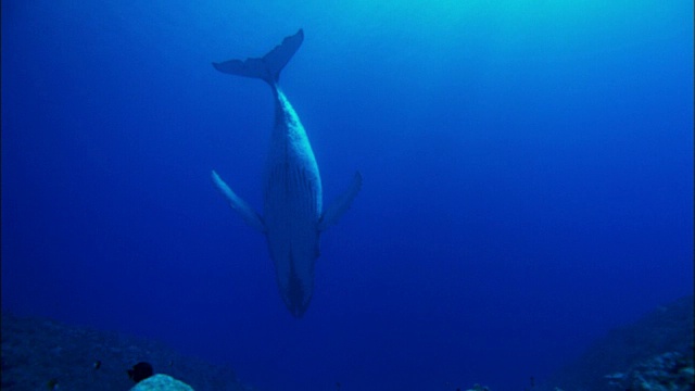 野生座头鲸在水下唱歌视频素材