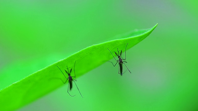 蚊子视频下载
