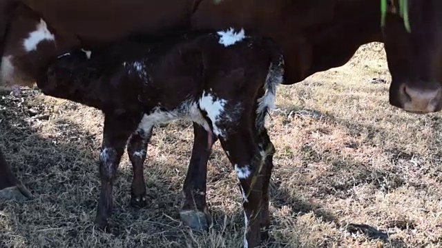 新生牛犊和奶牛视频素材