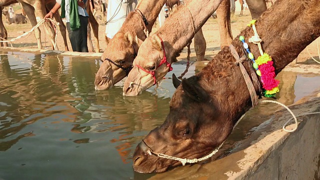骆驼喝水，普什卡，拉贾斯坦邦，印度视频下载