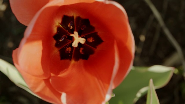 大自然近距离特写粉红色的郁金香花舞动的水镜视频下载