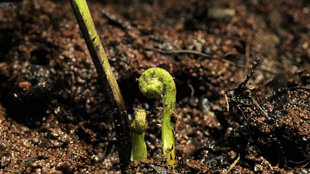 Bungwall蕨类植物视频素材