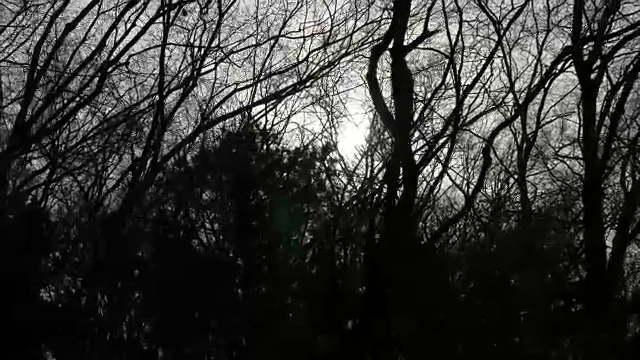 4k:阳光穿过树视频素材