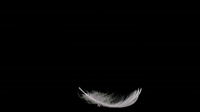 MS SLO MO拍摄的白色羽毛在黑色背景下落下/卡尔瓦多斯，诺曼底，法国视频下载