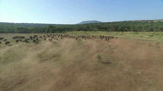 WS AERIAL SLO MO南非夸祖鲁-纳塔尔省一群水牛奔跑的景象视频素材