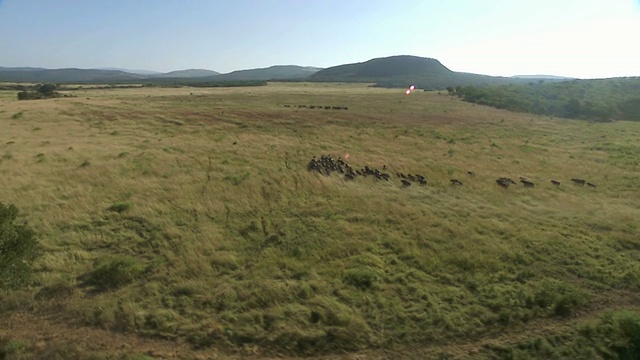 WS AERIAL SLO MO TS DS一群水牛在南非夸祖鲁-纳塔尔省奔跑视频素材