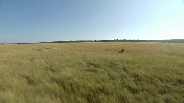 水牛在南非夸祖鲁-纳塔尔省草原上奔跑视频素材