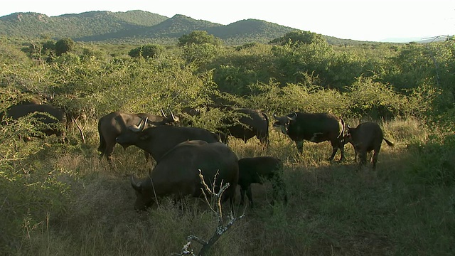 布法罗，坦达私人禁猎区/夸祖鲁-纳塔尔省，南非视频素材